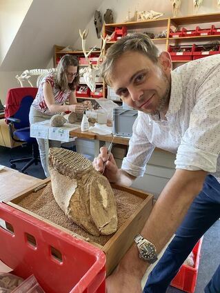 Der Mammut-Fund von Lauda wird derzeit in Konstanz von Dr. Simon Trixl und Dr. Giulia Toniato restauriert.