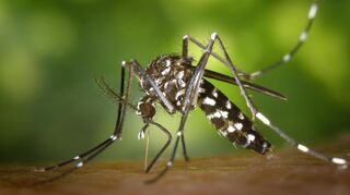 Eine weibliche Asiatische Tigermücke (Aedes albopicts). Sie kann gefährliche Viren übertragen.