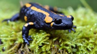 Der Feuersalamander ist wegen seiner auffälligen Färbung gut zu erkennen. Naturschützer des Wertheimer Ortsvereins des BUND setzen sich für den Schutz des Lurchs in Kembach ein.