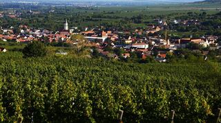 Blick auf Langenlois in Niederösterreich.