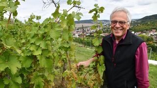 Die Lese der Trauben ist in Tauberfranken in vollem Gang. Karlheinz Sack aus Lauda, Bereichsvorsitzender des Badischen Weinbauverbands in Tauberfranken, erwartet einen sehr guten Jahrgang.