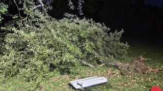 Der Apfelbaum wurde durch den Aufprall komplett aus dem Boden gerissen.