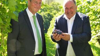 Weinlese 2025, ein „Turbo-Herbst“: Die Traubenlese 2025 im Weinbauverbandsgebiet Württemberg wird schon in der kommenden Woche abgeschlossen sein. Damit gehört die Lesekampagne 2025 zur kürzesten Lesezeit überhaupt. Mit der Qualität des Traubenmostes sind die Wengerter sehr zufrieden, bei der Menge liegt man unter dem langjährigen Durchschnitt. Im Verlauf der Weinbergs-Begehung in den Rebenanlagen des Weingutes Heinz J. Schwab in Bretzfeld-Dimbach, machten sich Landwirtschaftsminister Peter Hauk und Verbandspräsident Dietrich Rembold ein Bild von der Situation.