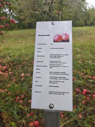 An jedem der rund 70 Bäume auf der Streuobstwiese um die sich der Nabu kümmert, steht ein Schild auf dem vom Namen über die Herkunft bis zur Blütezeit und Anspruch alles erklärt ist.