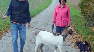Paula liebt lange Spaziergänge. Jeden Tag ist das Ehepaar Neureiter mit ihren Tieren unterwegs.