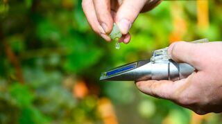 Mit dem Refraktometer wird der Zuckergehalt des Mostes bei der Weinlese bestimmt. Der Niederstettener vom Schöntaler Berg weist heuer sehr gute Oechsle-Grade auf.