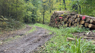Die Trasse des Radwegs zwischen den Stadtteilen Bestenheid und Reinhardshof soll teils auf bestehenden Waldwegen gebaut werden.