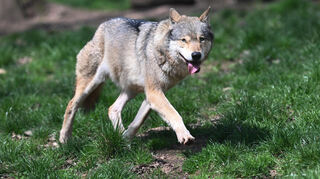 Bei Walldürn wurde ein Wolf beobachtet und gefilmt.