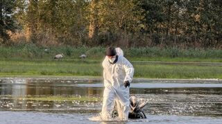 Ein Helfer im Schutzanzug zieht im Linumer Teichland einen toten Kranich aus dem Wasser. Nach Behörden-Schätzung sind mehr als 1.000 Kraniche in Brandenburg an der Vogelgrippe gestorben. Der Main-Tauber-Kreis ist bisher von der Seuche verschont geblieben.