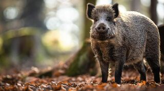 Begegnung im Herbstlaub: Wildschwein im heimischen Wald.