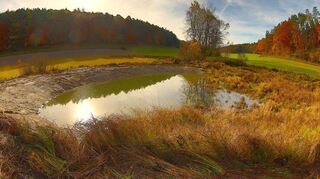 Das Feuchtbiotop „Hüttlein“ ist ein Volltreffer für die Artenvielfalt.