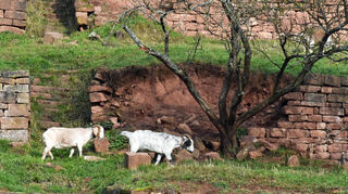 Zusammengebrochenes Mauerwerk im Hirschgarten.