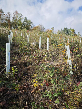 Im Gewann Gamburger Rain mussten im Jahr 2022 insgesamt 9,5 Hektar Wald wegen Borkenkäferbefall geräumt werden. Doch die als Versuchsanordnung gepflanzten Amberbäumchen kommen mit den Bedingungen gar nicht zurecht. Sie gehen trotz Nachpflanzung ein.