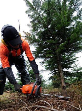 Die Versorgung der Külsheimer mit Tannenreisig und Weihnachtsbäumen aus dem Stadtwald kann aufgrund des Fachkräftemangels nicht mehr gewährleistet werden.