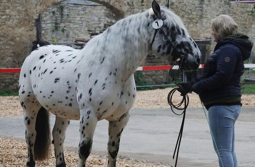 Von Shetty bis Kaltblüter: Dörzbacher Pferdemarkt begeistert Besucher und ...