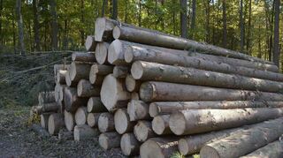 Der Wald brachte der Stadt Grünsfeld im Jahr 2024 ein Plus von rund 25.000 Euro ein.