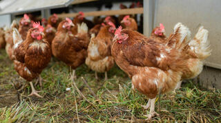 Fortschritte bei der Berücksichtigung von Tierwohl bescheinigt ein aktueller Report vor allem den Supermärkten.