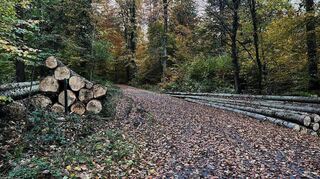 Einstimmig hat der Gemeinderat Wiittighausen in seiner jüngsten Sitzung sowohl den Vollzug des Forstwirtschaftsjahres 2024 als auch die Planung des Forstwirtschaftsjahres 2026 genehmigt.