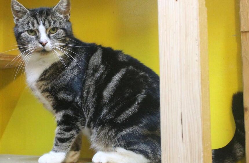 Tauberbischofsheim: Who will give Elly and Henry a home?