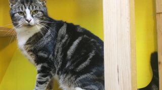 Elly wünscht sich ein neues Zuhause.