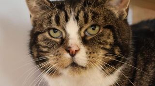 Auch Henry möchte ein Zuhause für immer - allerdings nur mit Elly zusammen.