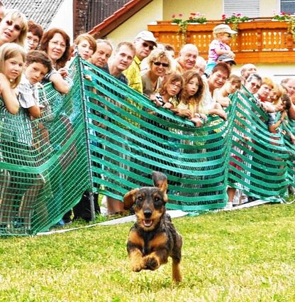<p>Ein "typischer Renn-Dackel": Für das vierte Dackel-Rennen um den "Großen Preis von Baden" werden kleine Hunde gesucht.</p>
