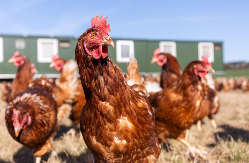 New barn for 6,000 hens planned near Werbachhausen