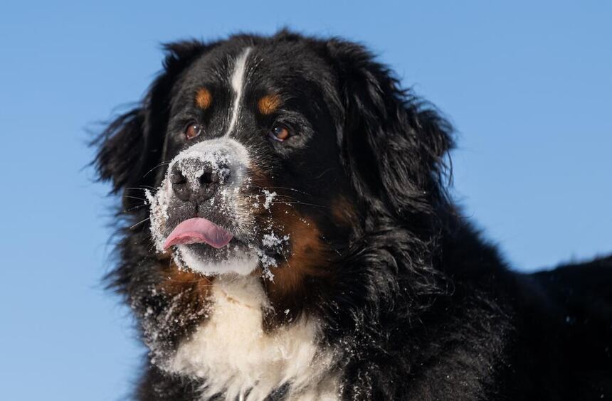 Berner Sennenhunde-Treff: Flausch-Alarm am Hollenbacher See