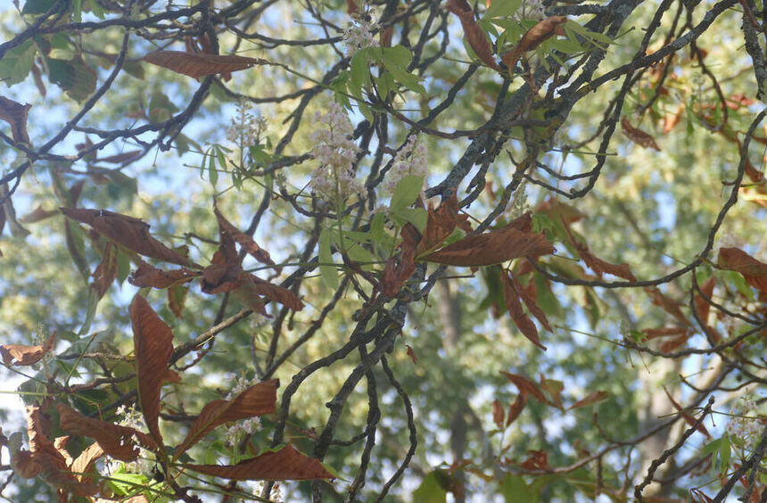 Large horse chestnut in Bestenheid blooms again