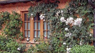 <p>Ramblerrosen sind eine große Freude für alle Gartenliebhaber.</p>