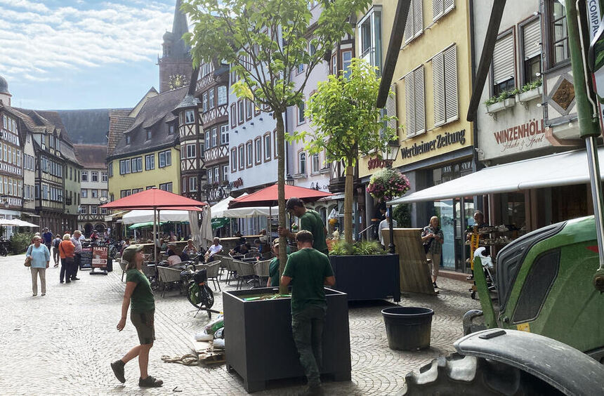 Wertheim: Trees on the market square as heat protection