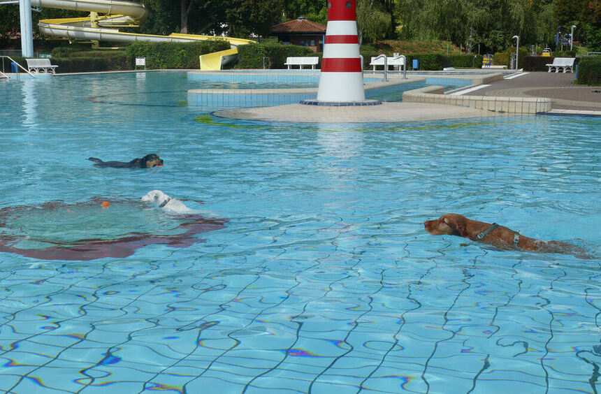 Four-legged friends enjoy swimming in the Bestenheid outdoor pool