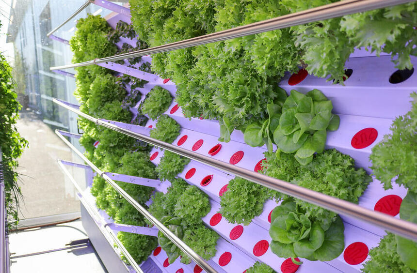 Walldürn: Local Salad? Buyers Prefer Imported Produce