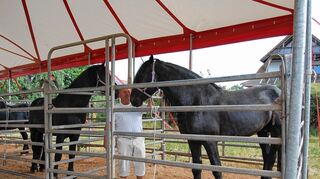 <p>Circus-Chef Bernhard Lauenburger mit zwei Friesenhengsten. Das Familienunternehmen wurde durch das Hochwasser im Juni in Sachsen schwer geschädigt.</p>