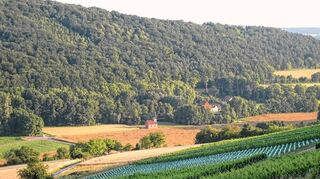 <p>Vom Hirschberg mit seinen Rebanlagen bietet sich ein schöner Blick hinunter ins Welzbachtal.</p>