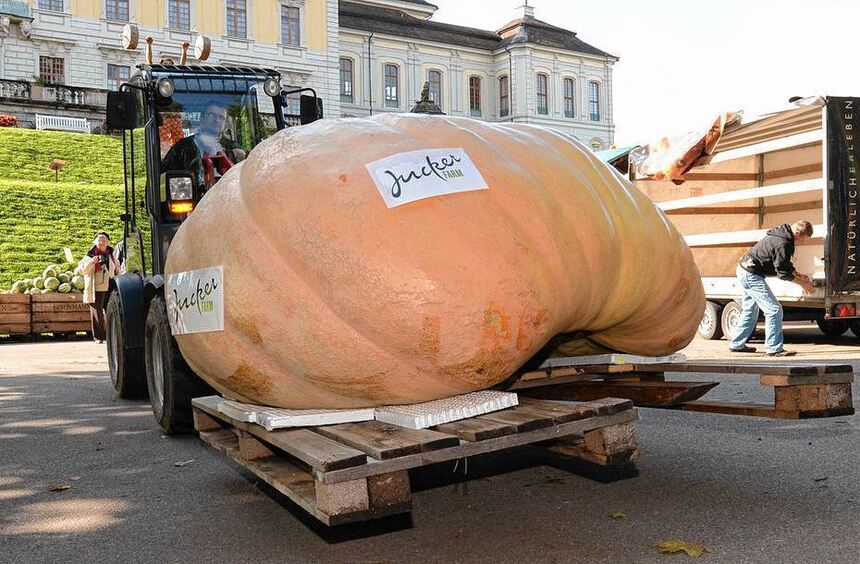 Riese wiegt über eine Tonne