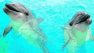 <p>Auch wenn es so klingt: Das Schnattern von Delfinen ist kein Lachen.</p>